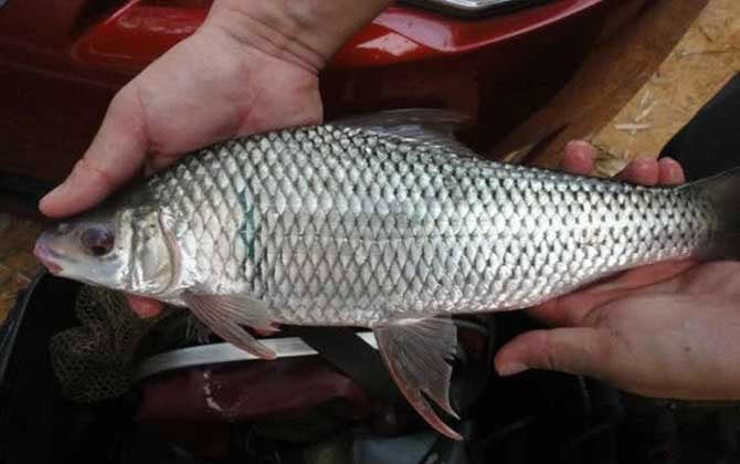 鯪魚