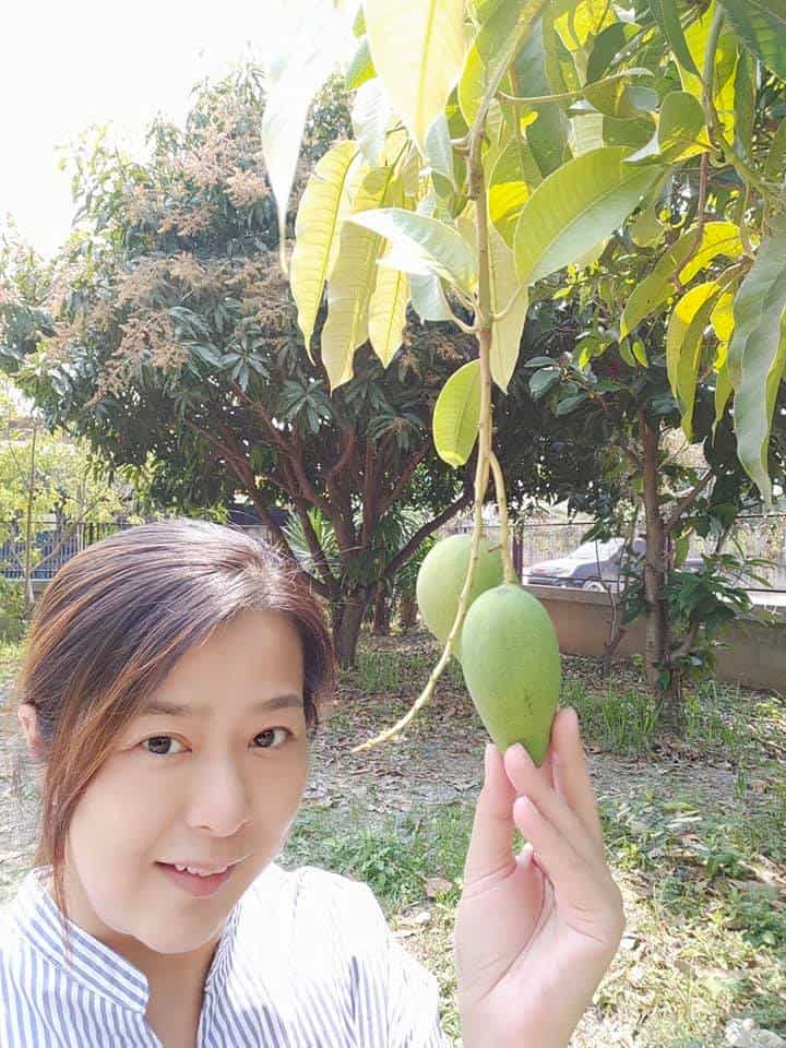 Bonnie holding green mango in the garden