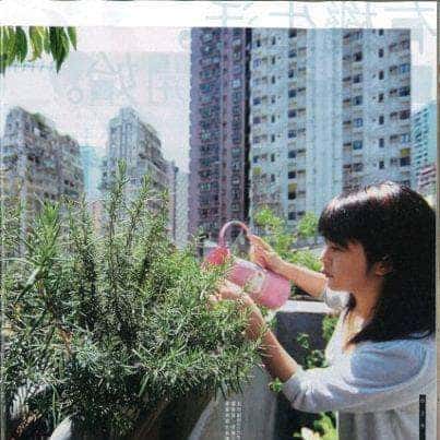 Yves Herb Garden